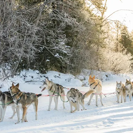 Huvilat Wikkelä Ranua